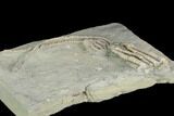 Two Fossil Crinoids (Parascytalocrinus & Macrocrinus) - Indiana #122989-2
